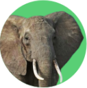 Elefante